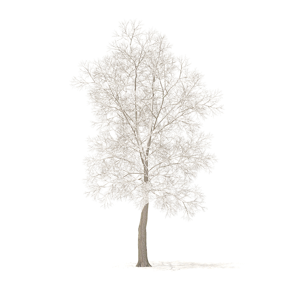 冬天被大雪覆盖的大树C4D模型 Trees in winter - C4D之家 - cgaxis_models_100_50.jpg