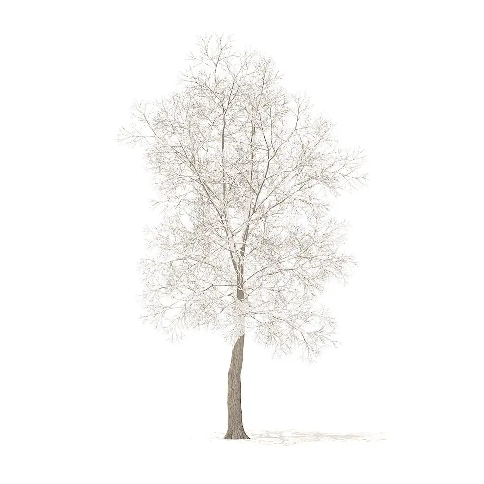 冬天被大雪覆盖的大树C4D模型 Trees in winter