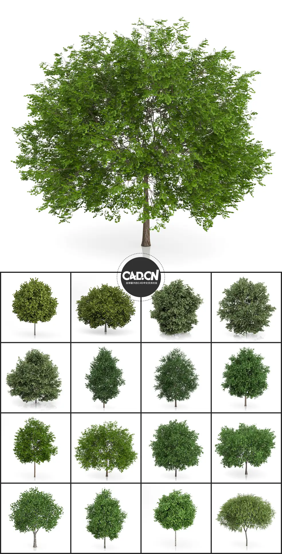 42套景观树木C4D模型 Tree - C4D之家 - 未命名-2.jpg