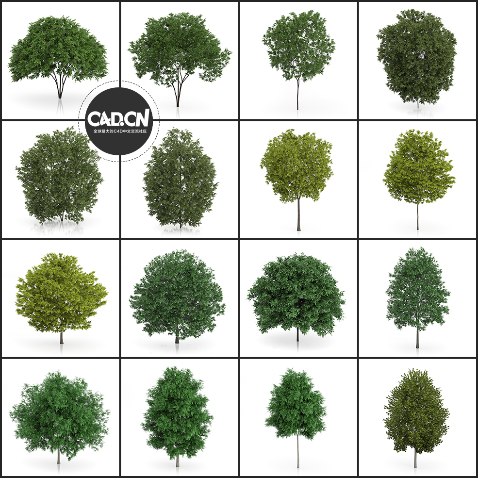 42套景观树木C4D模型 Tree