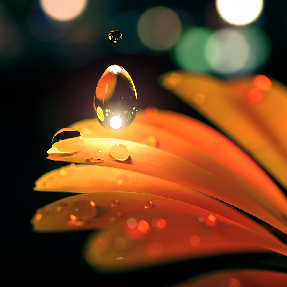 C4D Octane花瓣水珠工程 drop of light
