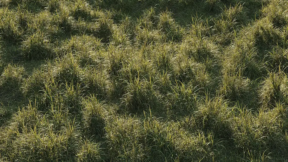 草地野草3D模型(FBX/OBJ格式) Vertex Library HyperGrass 01 WildGreen