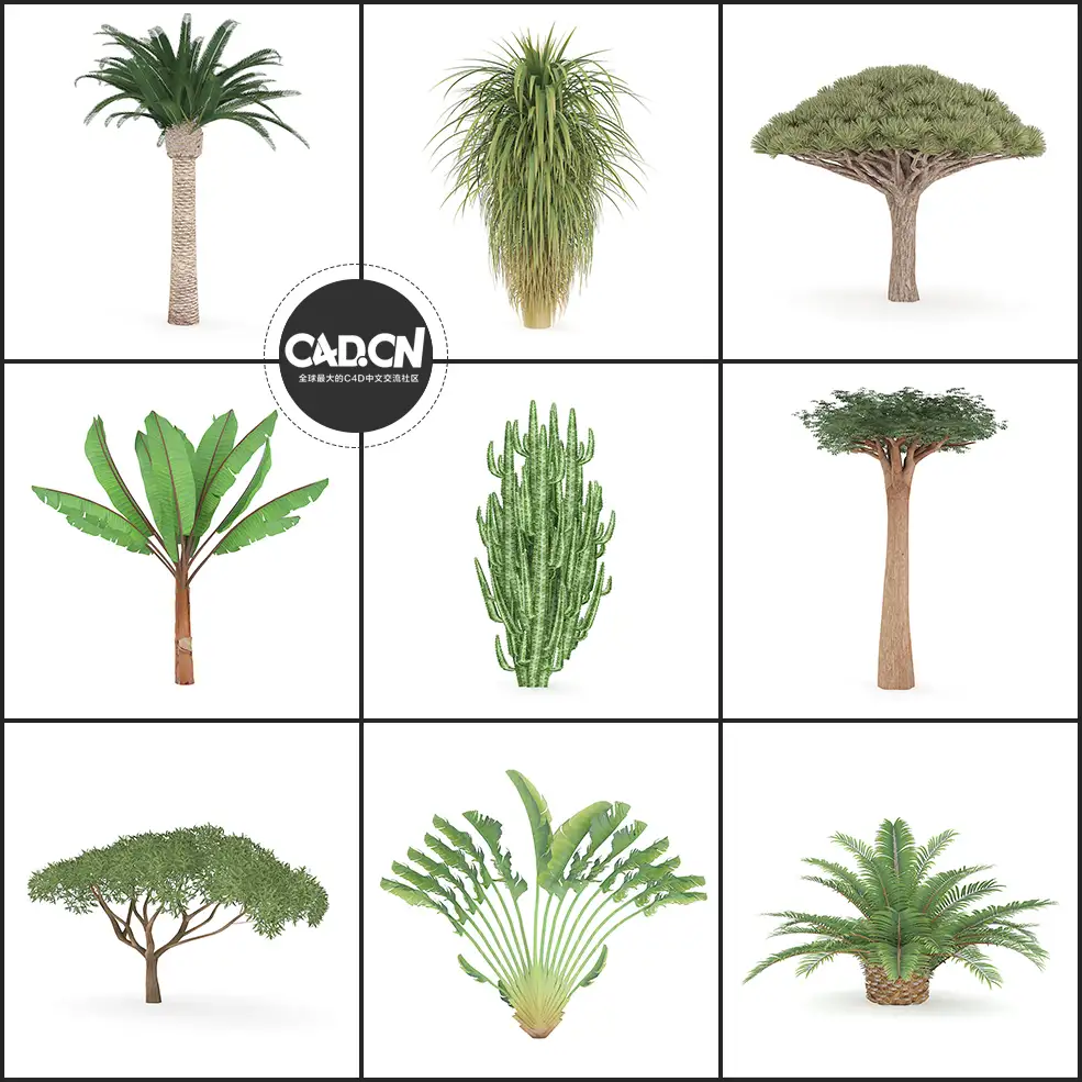 22套热带树木C4D模型 EXOTIC PLANTS - C4D之家 - 未命名-2.jpg