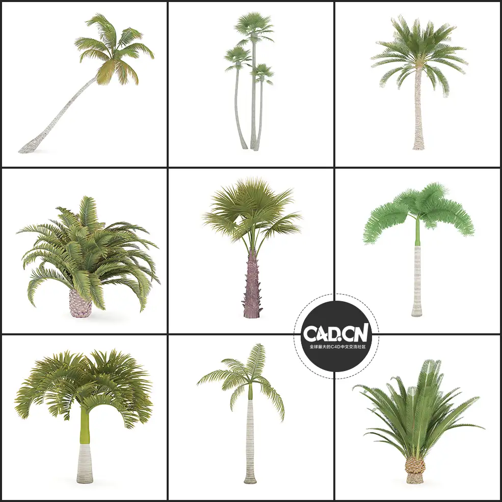 22套热带树木C4D模型 EXOTIC PLANTS - C4D之家 - 未命名-1.jpg