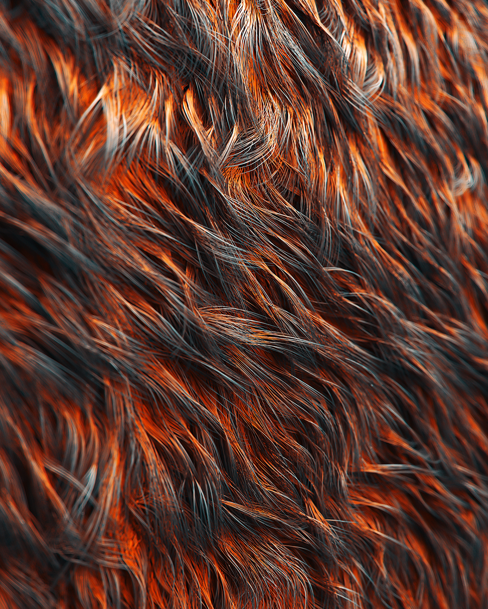 C4D工程第720季：棕红色毛发C4D工程 C4D Project[Cinema4D - Octane]