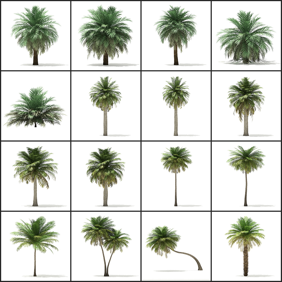 70个热带树木棕榈树MAX模型合集 - C4D之家 - 未命名-1.jpg