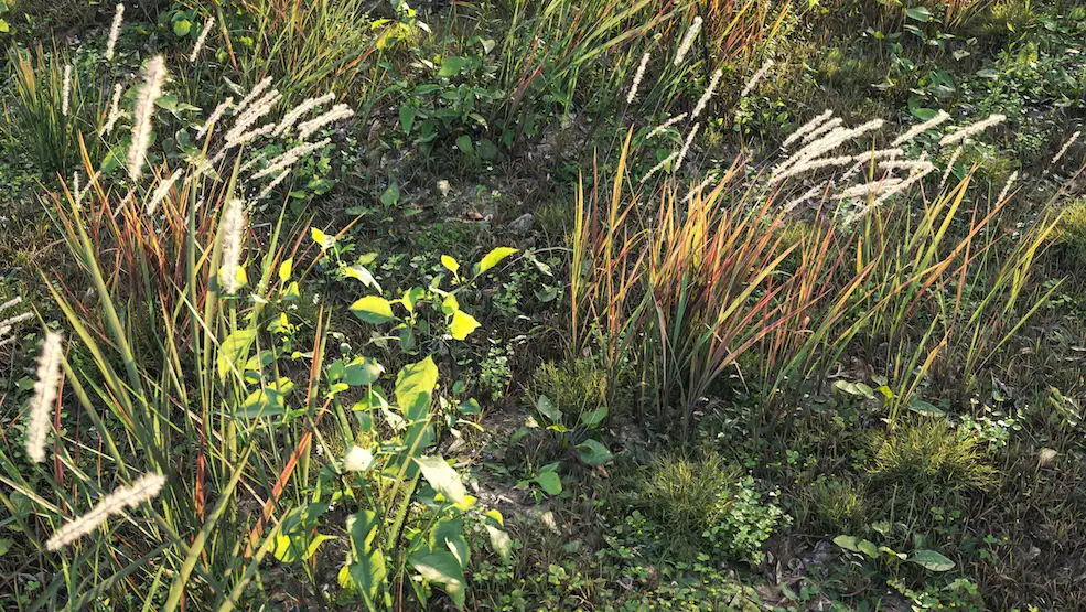 131个草丛植物杂草3D模型(MAX/FBX)