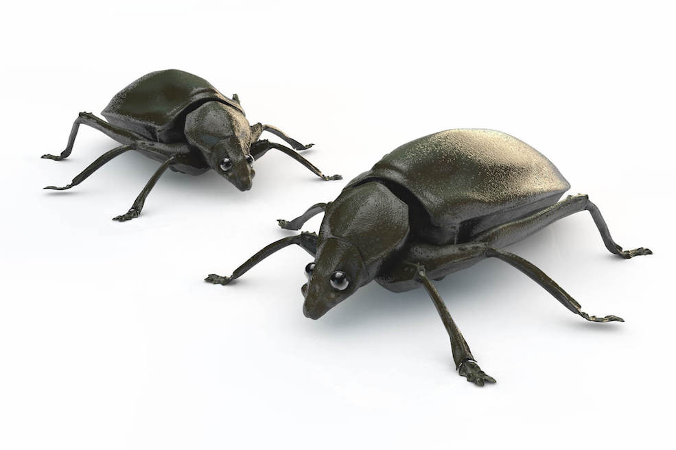 甲虫C4D模型 Beetle Bug - C4D之家 - 1.jpg