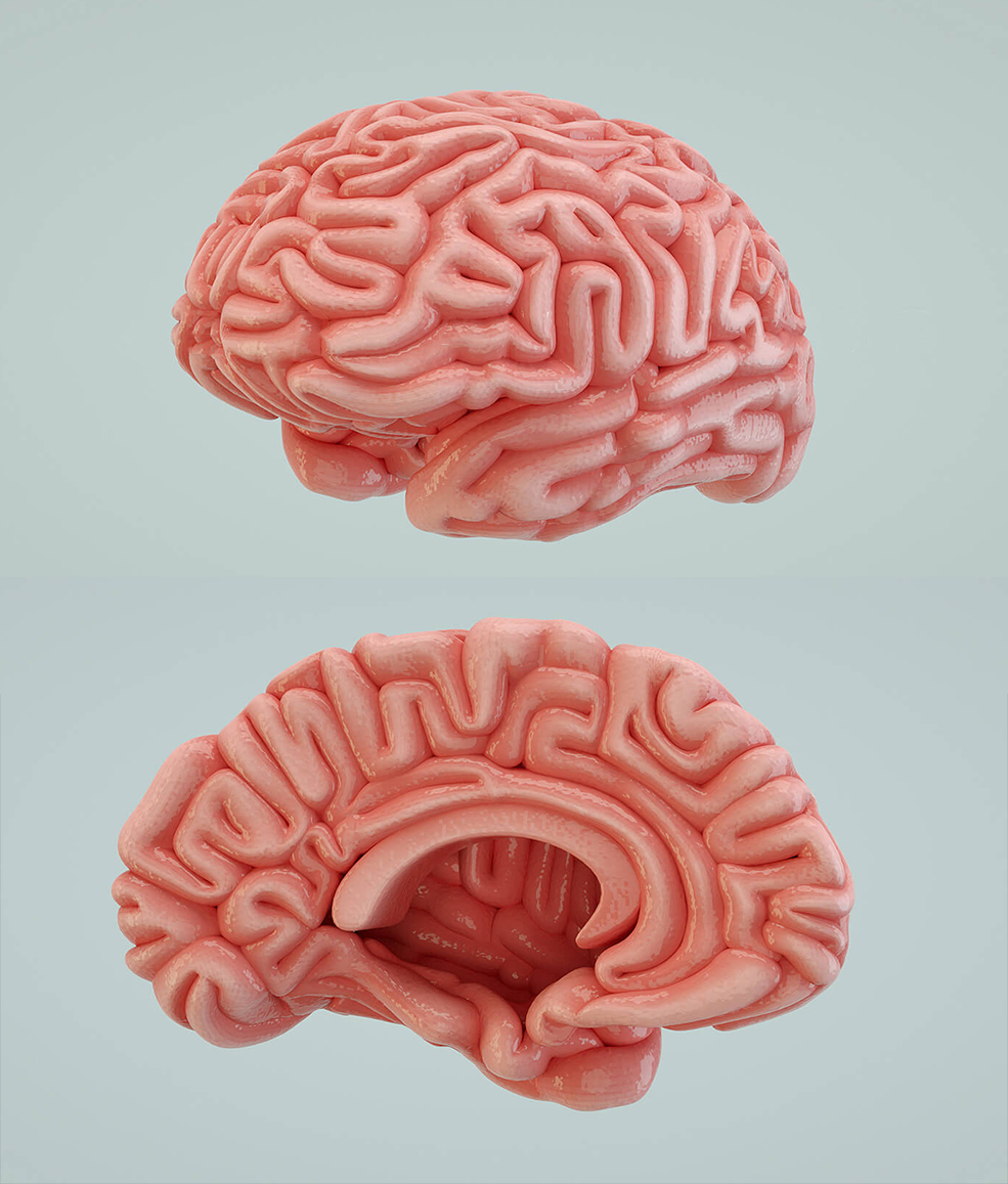 C4D Octane Render人类大脑模型 Human Brain - C4D之家 - Free-Cinema-4D-3D-Model-Brain-Octane.jpg