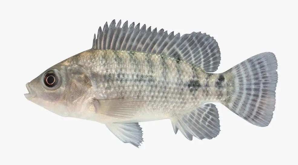 罗非鱼C4D模型 Tilapia