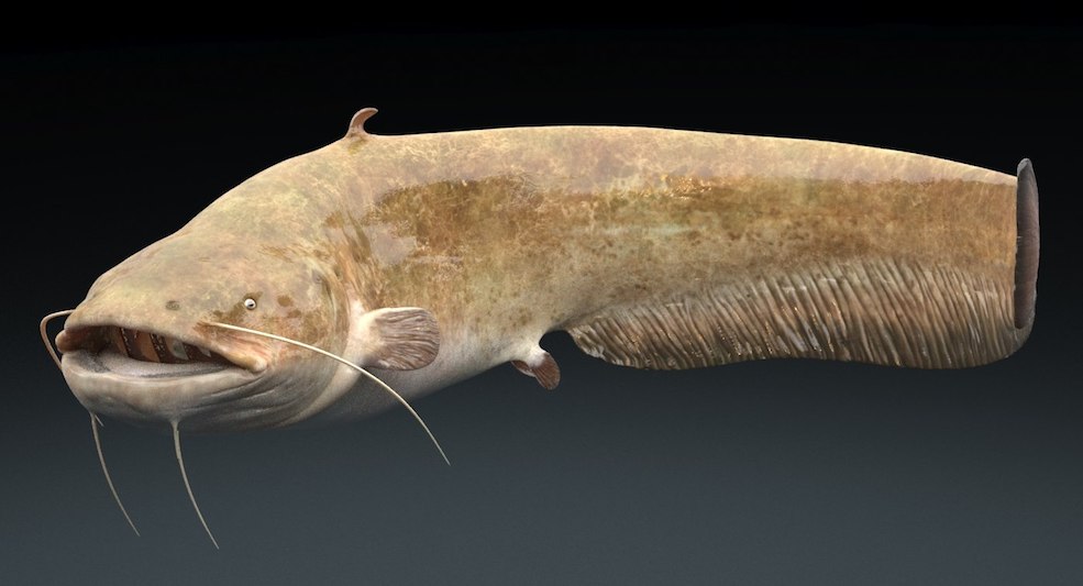 鲶鱼C4D模型 Catfish