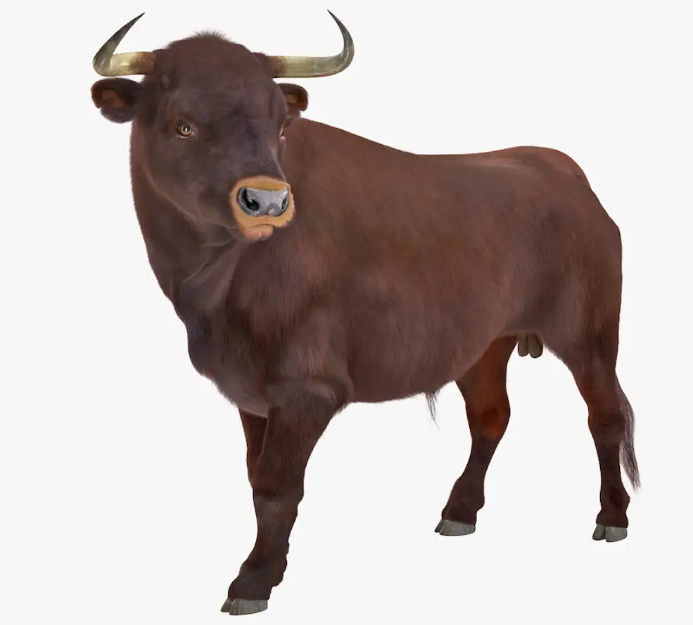 公牛C4D模型 Bull - C4D之家 - D.jpg