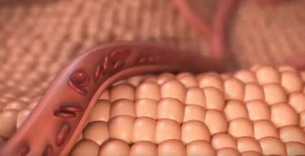 C4D制作红细胞血管流动动画教程 Animating Blood Flow in a Vessel with C4D
