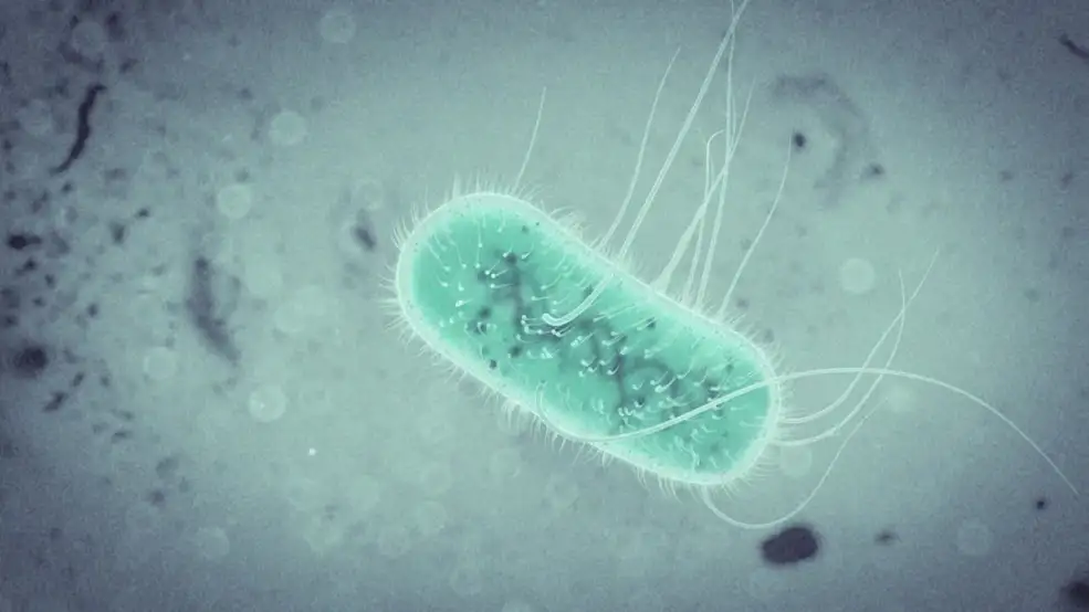 C4D制作大肠杆菌动画教程 E.Coli Bacteria Animation Tutorial