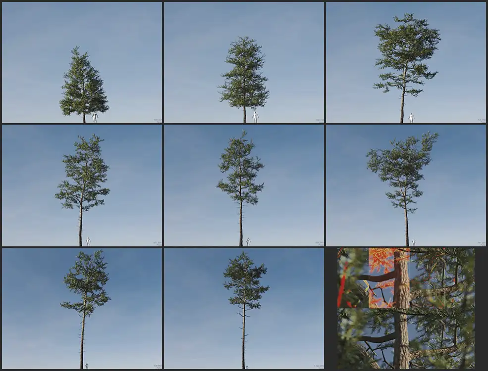 高精度松树C4D模型 Vertex Trees – Scots Pine – 01 - C4D之家 - 未命名.jpg