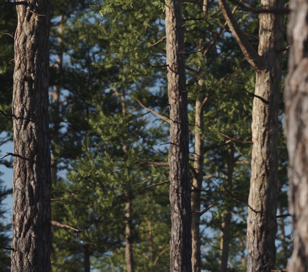 高精度松树C4D模型 Vertex Trees – Scots Pine – 01