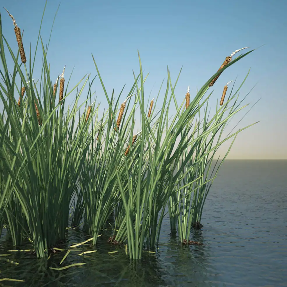 芦苇C4D模型 Common Bulrush Grass