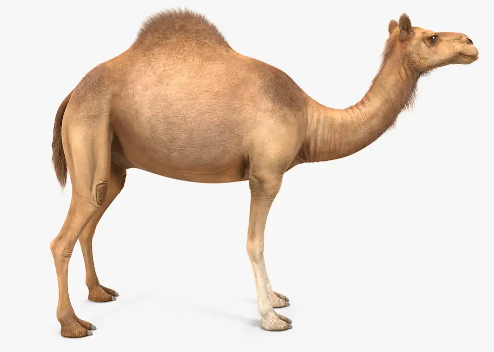 骆驼3D模型 Camel