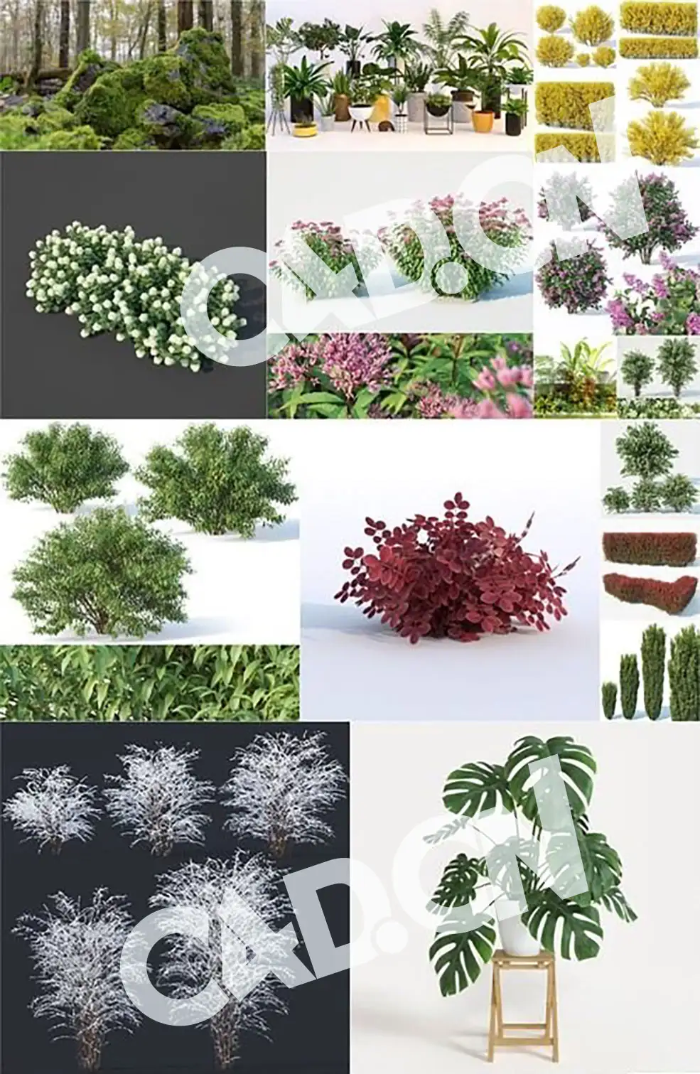 17套景观花卉3D模型 CGTrader – Plants 3D-Models Collection July 2019 - C4D之家 - 1562780464_cgtrader-plants-3d-models-collection-july-2019.jpg