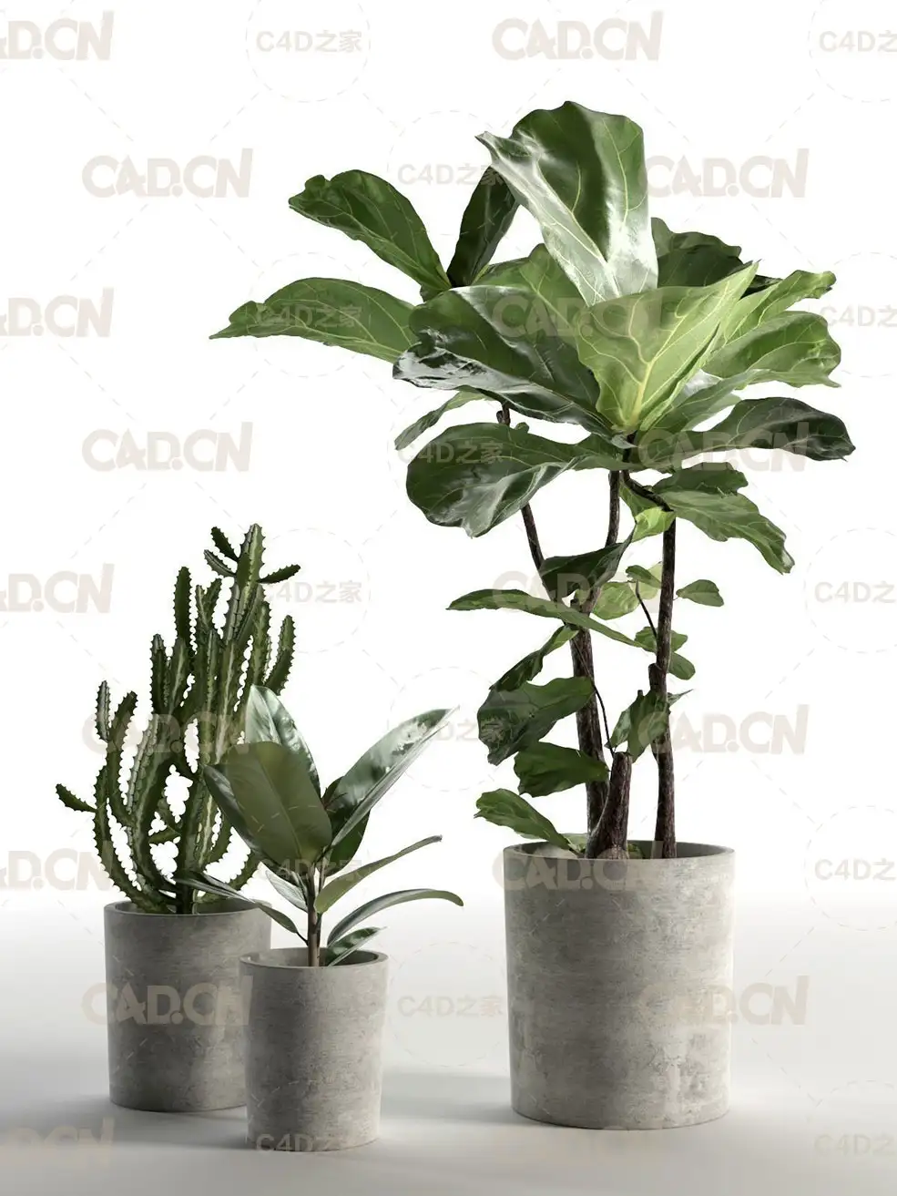 仙人掌和无花果盆栽C4D模型 Cactus and Ficus in Pots 3D model