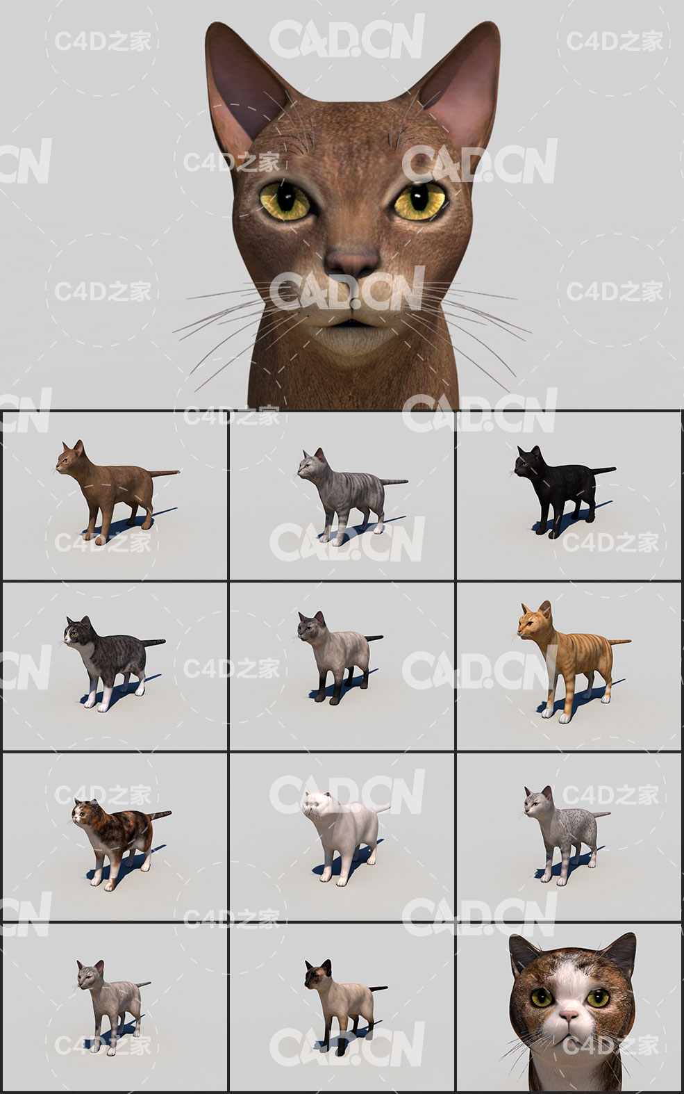 11只猫C4D模型 Cats 3d Model