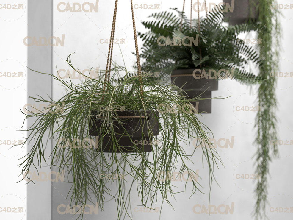 C4D垂吊的景观植物模型 CGTrader – Hanging Pots with Plants 3D model - C4D之家 - hanging-pots-with-plants-3d-model-max-bip-obj-mtl-fbx-c4d.jpg