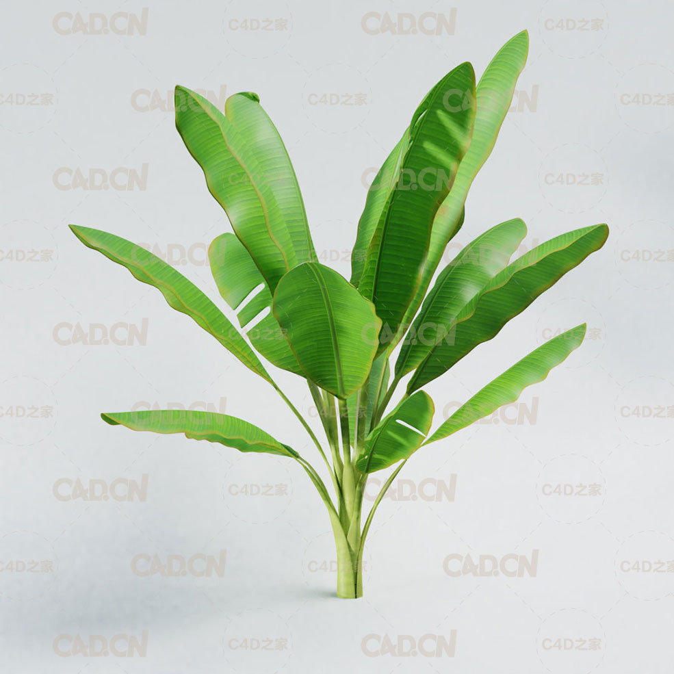 香蕉树C4D模型 Banana tree 3D model - C4D之家 - banana-tree-3d-model-obj-mtl-c4d-blend.jpg