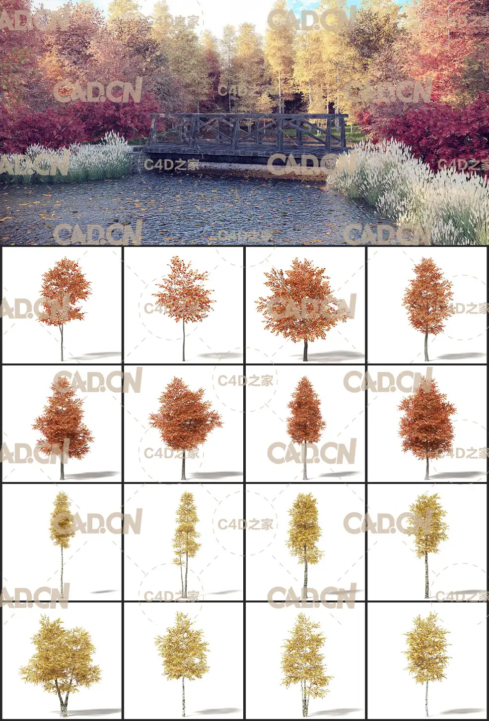 49棵秋天树木C4D模型合集 Autumn Trees 3D Models Collection