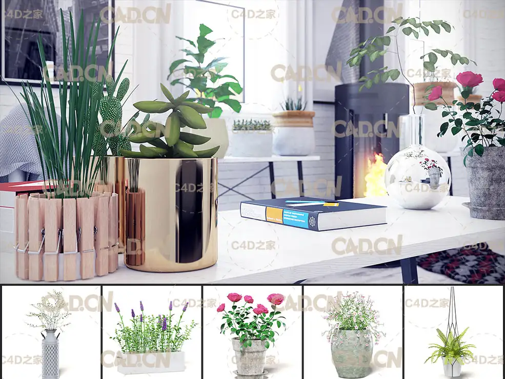 30个室内盆栽植物C4D模型合集 Interior Plants 3D Models Collection - C4D之家 - 未命名-2.jpg