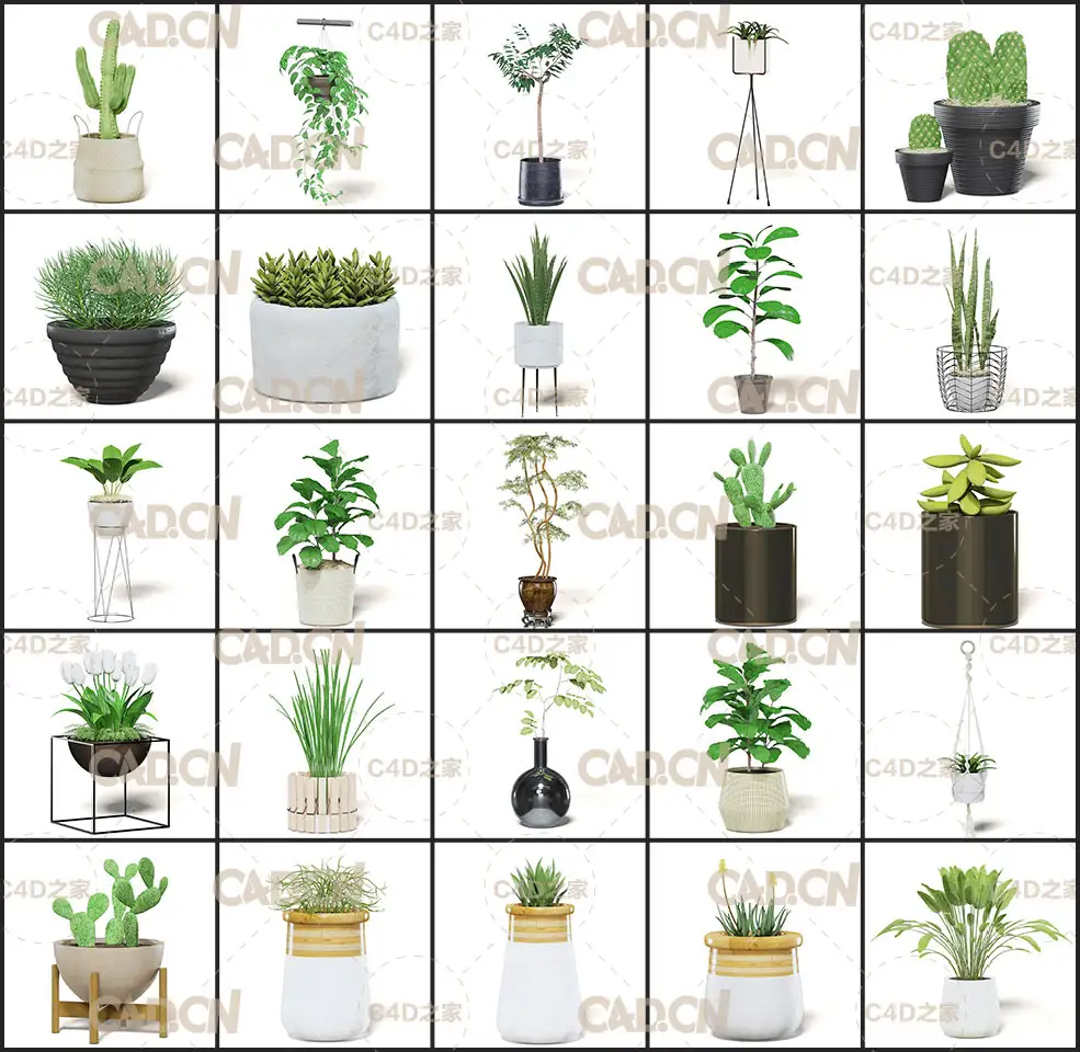30个室内盆栽植物C4D模型合集 Interior Plants 3D Models Collection - C4D之家 - 未命名-1.jpg