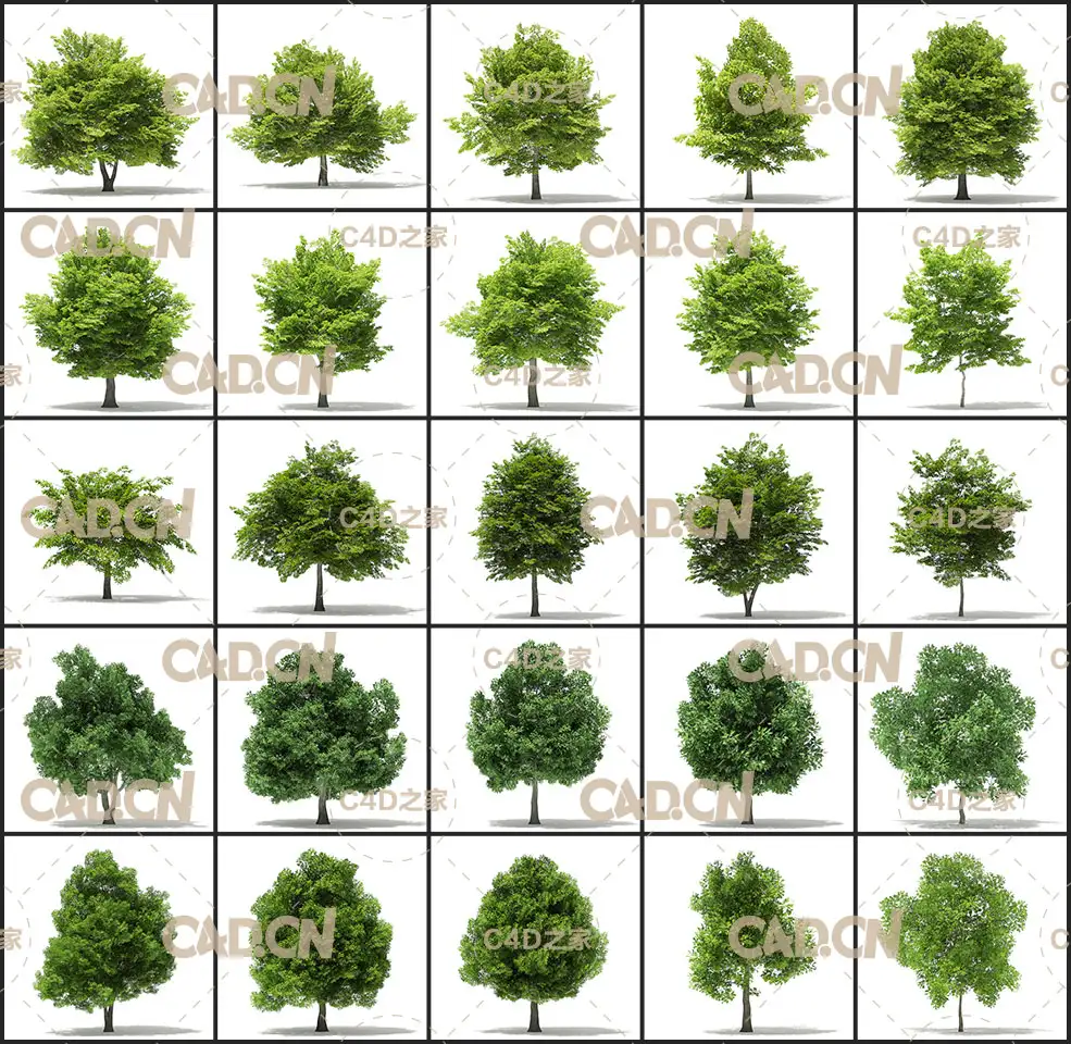 40棵景观树木C4D模型 CGAxis – Volume 109 – Trees 3D Models Collection