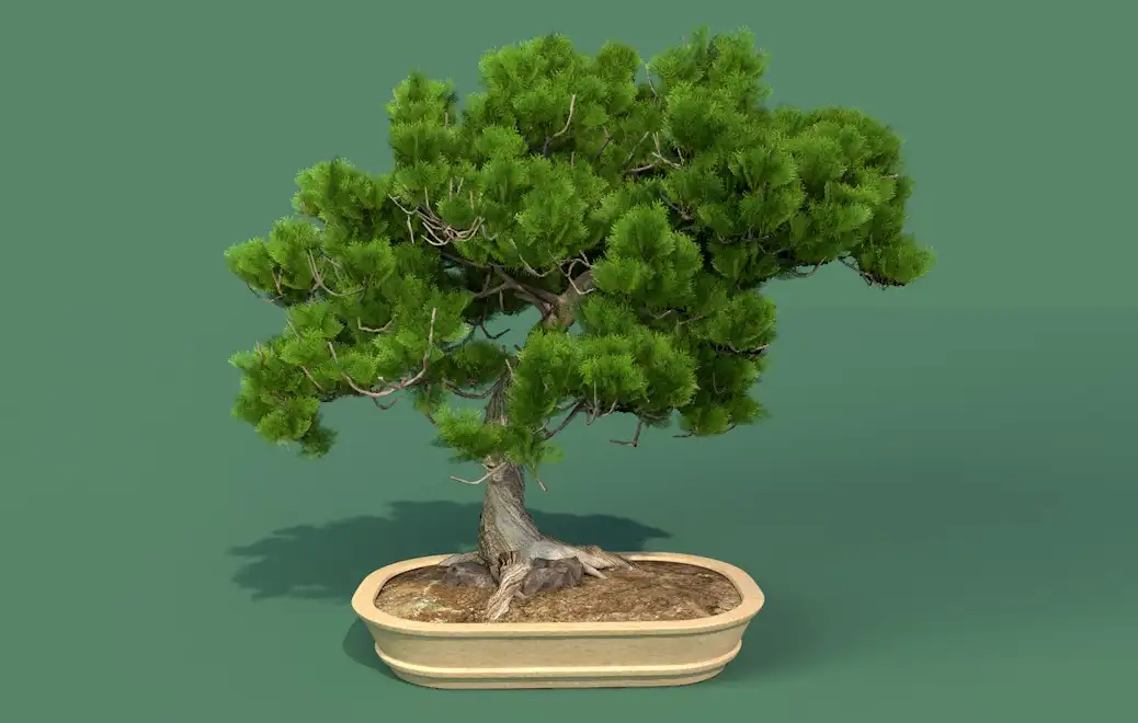 柏树盆景C4D模型 Cypress Bonsai