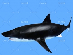 大白鲨C4D绑定动画模型 great white shark c4d model
