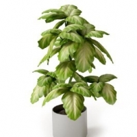 室内白玉盆景3Dmax模型下载