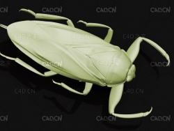 田鳖 昆虫甲虫C4D模型 Giant water bug