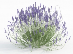 C4D薰衣草紫色香草模型 Lavandula_J