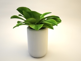 室内装饰植物C4D模型(16) Interior plants 3d model