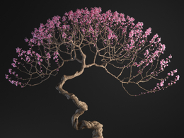 杏花盆景c4d模型下载