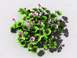 酸浆草酸酸草斑鸠酸三叶酸酸咪咪钩钩草植物C4D模型 oxalis-c2