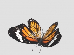 蝴蝶C4D模型下载 Butterfly-7