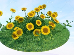 菊花C4D模型 Chrysanthemum