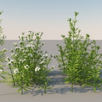 C4D花草植物模型 Flowers / Plants 3D model