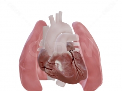 心肺器官 Healthy heart and lungs
