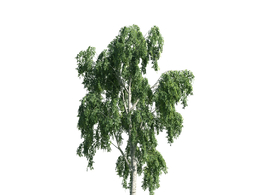 景观树木：白杨树三维模型plant-18