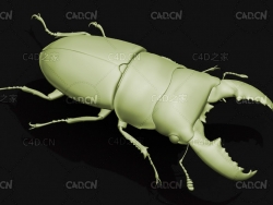 巨扁锹形虫 昆虫甲虫C4D模型 Dorcus titanus