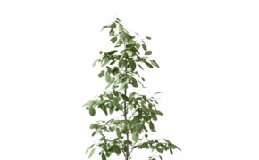 室内装饰植物盆景C4D模型 Indoor ornamental plant bonsai 3d model