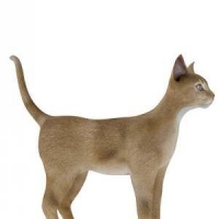 暹罗猫3d模型，猫三维模型 Cats 3D models