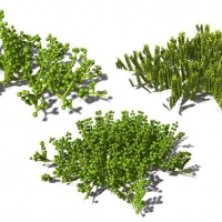3款海草植物：海底葡萄藤C4D模型 Caulerpa racemosa Grape Caulerpa