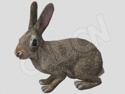 低面野兔吃草的灰兔动画C4D模型 Hare
