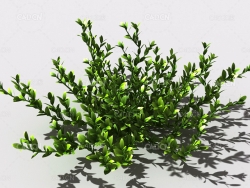 结缕草锥子草延地青植物C4D模型 knotgrass-a
